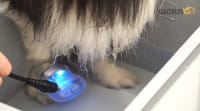 Ultraschallgerät Unterwasseranwendung Hund