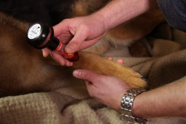 Tendinitis Laserbehandlung beim Hund