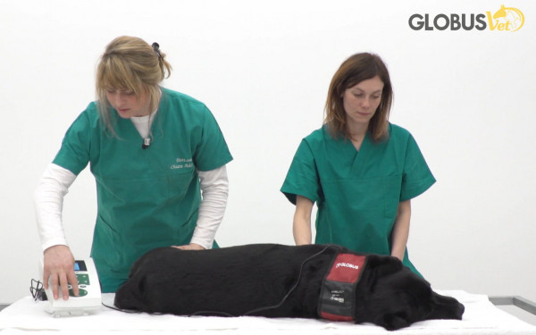 Globus 4000 mieten Tiermedizin
