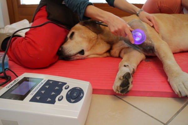 Ultraschalltherapie für Hunde
