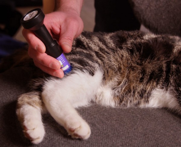 Lasertherapiegerät für Katzen