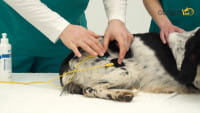 StimVet 200 - EMS Gerät für Tierphysiotherapie