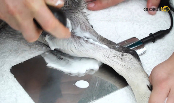 Globus TecarVet 4000 mieten Diathermie Gerät für Veterinärmedizin