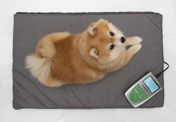 Magnetfeldtherapie-Matte für Tiere – Zubehör zum MagnetoVet 200