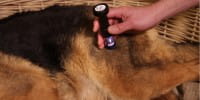 Laserbehandlung Hüftdysplasie beim Hund